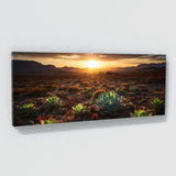 Succulent Sunset Symphony 68