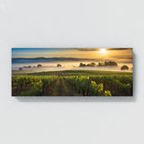 Countryside Morning Vineyard 82