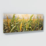 Corn Autumns Embrace 32