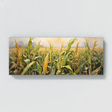 Corn Autumns Embrace 32