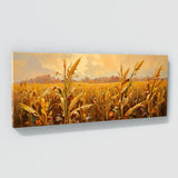 Corn Golden Harvest 5