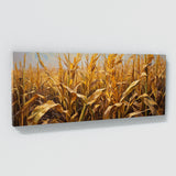Corn Golden Harvest Glow 42