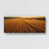 Corn Golden Harvest Vista 75
