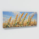 Corn Harvest Hues 21