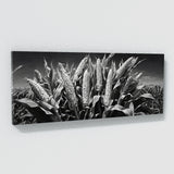 Corn Monochrome Cornscape 89