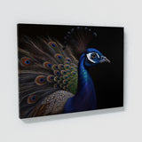 Peacock Realistic Feather 21 Wall Art