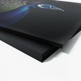 Peacock Realistic Feather 21 Wall Art