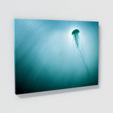 Jellyfish 11 Wall Art