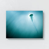 Jellyfish 11 Wall Art