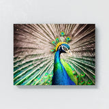 Peacock 6 Wall Art