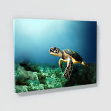 Turtle 10 Wall Art