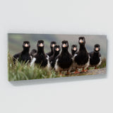 Animal Puffins Landscape 72 Wall Art