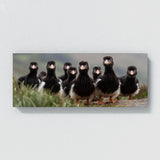 Animal Puffins Landscape 72 Wall Art