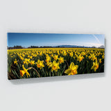 Flower Beautiful Daffodils 13 Wall Art