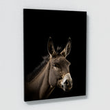 Animal Donkey Wall Art