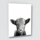 Nursery Baby Highland Cow Black 202 Wall Art