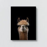 Animal Black Alpaca Head 196 Wall Art