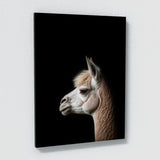 Animal Black Alpaca Head 249 Wall Art