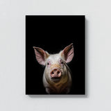 Animal Black Pig Head 69 Wall Art