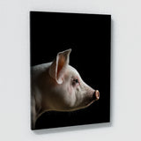 Animal Black Pig Head 71 Wall Art