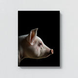 Animal Black Pig Head 71 Wall Art