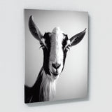 Goat 11 Wall Art