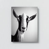 Goat 11 Wall Art