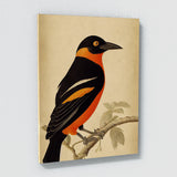 Oriole Bird 5 Wall Art