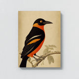 Oriole Bird 5 Wall Art