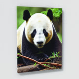 Panda 5 Wall Art