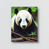 Panda 5 Wall Art