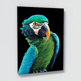 Parrot Macaw Bird 7 Wall Art