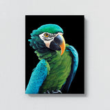 Parrot Macaw Bird 7 Wall Art