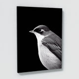 Robin Bird 1 Wall Art