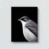 Robin Bird 1 Wall Art