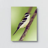 Warbler Bird 2 Wall Art